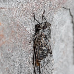 Atrapsalta furcilla at Bruce, ACT - 29 Oct 2020 12:28 PM