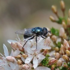 Psilota sp. (genus) (Hover fly) at Theodore, ACT - 29 Oct 2020 by owenh