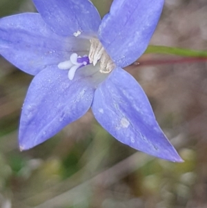 Wahlenbergia sp. at Griffith, ACT - 29 Oct 2020 04:30 PM