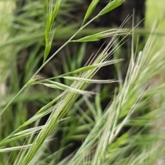 Bromus diandrus (Great Brome) at Griffith, ACT - 29 Oct 2020 by SRoss