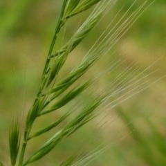 Bromus diandrus (Great Brome) at Bass Gardens Park, Griffith - 29 Oct 2020 by SRoss