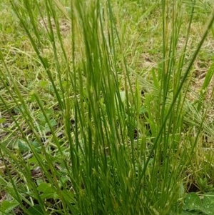 Bromus diandrus at Griffith, ACT - 29 Oct 2020