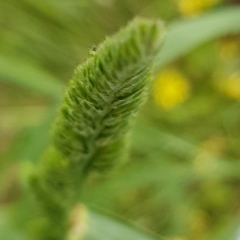 Dactylis glomerata (Cocksfoot) at Bass Gardens Park, Griffith - 29 Oct 2020 by SRoss