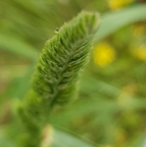 Dactylis glomerata at Bass Gardens Park, Griffith - 29 Oct 2020