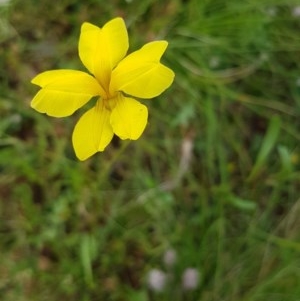 Goodenia pinnatifida at Griffith, ACT - 29 Oct 2020