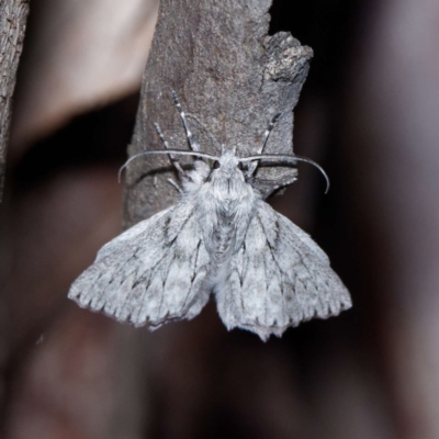 Cyneoterpna wilsoni (Cyneoterpna wilsoni) at Forde, ACT - 27 Oct 2020 by DPRees125