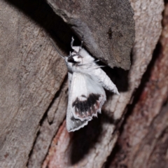 Cyneoterpna wilsoni at Forde, ACT - 27 Oct 2020