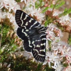 Comocrus behri at Theodore, ACT - 29 Oct 2020 11:52 AM