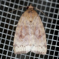 Austrocarea iocephala (Broad-headed Moth) at O'Connor, ACT - 18 Oct 2020 by ibaird