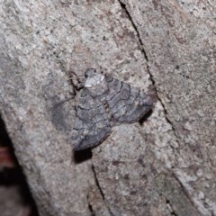 Dysbatus singularis (Dry-country Line-moth) at Mulligans Flat - 27 Oct 2020 by DPRees125