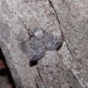 Dysbatus singularis at Forde, ACT - 27 Oct 2020