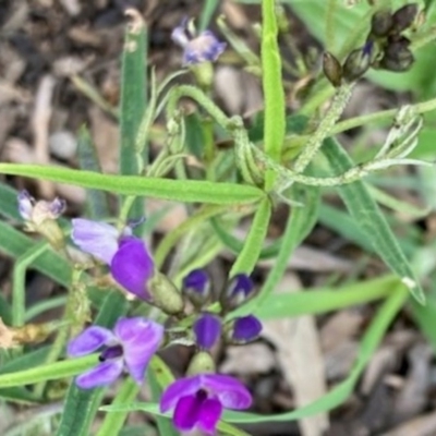 Glycine clandestina (Twining Glycine) at Griffith, ACT - 28 Oct 2020 by AlexKirk