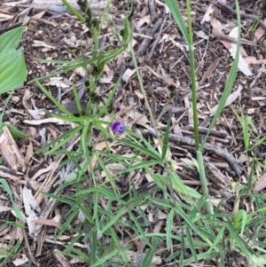 Glycine clandestina at Griffith, ACT - 28 Oct 2020