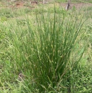 Juncus sp. at Griffith, ACT - 28 Oct 2020