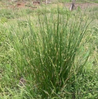 Juncus sp. (A Rush) at Griffith, ACT - 28 Oct 2020 by AlexKirk