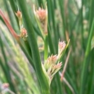 Juncus sp. at Griffith, ACT - 28 Oct 2020