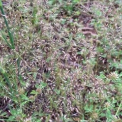 Aira elegantissima (Delicate Hairgrass) at Griffith, ACT - 28 Oct 2020 by AlexKirk