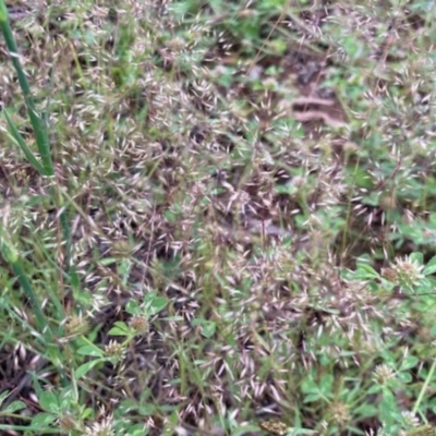 Aira elegantissima (Delicate Hairgrass) at Griffith, ACT - 28 Oct 2020 by AlexKirk