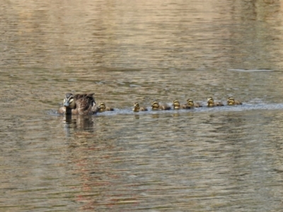 Anas superciliosa (Pacific Black Duck) at Gordon, ACT - 29 Oct 2020 by RodDeb