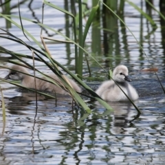 Cygnus atratus at Gordon, ACT - 29 Oct 2020 12:55 PM