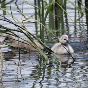 Cygnus atratus at Gordon, ACT - 29 Oct 2020 12:55 PM