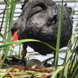 Cygnus atratus at Gordon, ACT - 29 Oct 2020 12:55 PM