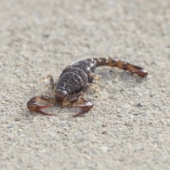 Cercophonius squama (Wood Scorpion) at Green Cape, NSW - 23 Oct 2020 by AlisonMilton