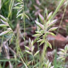 Rytidosperma sp. (Wallaby Grass) at Griffith, ACT - 28 Oct 2020 by AlexKirk