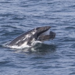 Megaptera novaeangliae (Humpback Whale) at Green Cape, NSW - 22 Oct 2020 by AlisonMilton
