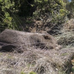 Vombatus ursinus (Common wombat, Bare-nosed Wombat) at Green Cape, NSW - 22 Oct 2020 by Alison Milton