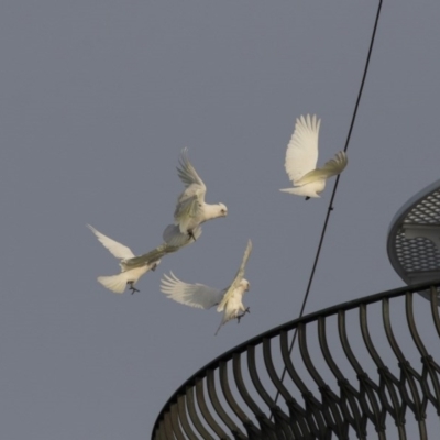 Cacatua sanguinea (Little Corella) at Green Cape, NSW - 23 Oct 2020 by AlisonMilton