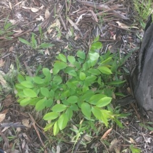 Prunus serotina at Garran, ACT - 29 Oct 2020