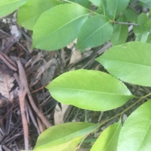 Prunus serotina at Garran, ACT - 29 Oct 2020