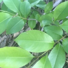 Prunus serotina at Garran, ACT - 29 Oct 2020