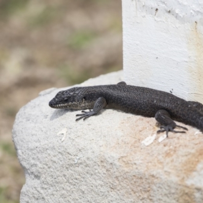 Egernia saxatilis intermedia (Black Rock Skink) at Green Cape, NSW - 23 Oct 2020 by AlisonMilton