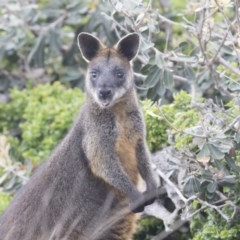 Wallabia bicolor (Swamp Wallaby) at Green Cape, NSW - 21 Oct 2020 by AlisonMilton