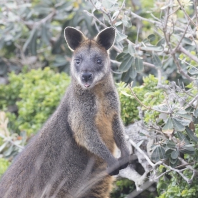 Wallabia bicolor (Swamp Wallaby) at Green Cape, NSW - 21 Oct 2020 by Alison Milton