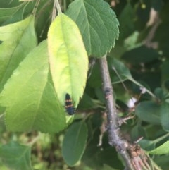 Harmonia conformis at Garran, ACT - 29 Oct 2020