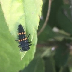 Harmonia conformis at Garran, ACT - 29 Oct 2020