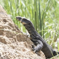 Varanus varius (Lace Monitor) at Green Cape, NSW - 21 Oct 2020 by AlisonMilton