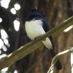 Myiagra cyanoleuca (Satin Flycatcher) at Acton, ACT - 28 Oct 2020 by HelenCross