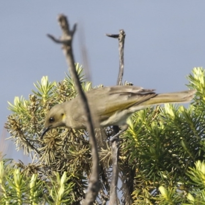 Ptilotula fusca (Fuscous Honeyeater) at Green Cape, NSW - 20 Oct 2020 by Alison Milton