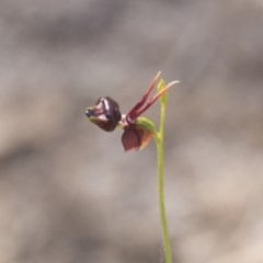 Caleana major (Large Duck Orchid) at Green Cape, NSW - 21 Oct 2020 by AlisonMilton