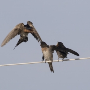 Hirundo neoxena at Green Cape, NSW - 23 Oct 2020 03:35 PM