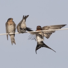 Hirundo neoxena at Green Cape, NSW - 23 Oct 2020 03:35 PM