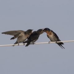 Hirundo neoxena at Green Cape, NSW - 23 Oct 2020 03:35 PM