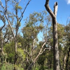 Callocephalon fimbriatum (Gang-gang Cockatoo) at Bruce, ACT - 28 Oct 2020 by goyenjudy