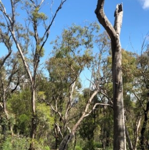 Callocephalon fimbriatum at Bruce, ACT - suppressed