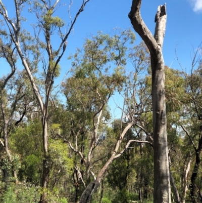 Callocephalon fimbriatum (Gang-gang Cockatoo) at Bruce, ACT - 28 Oct 2020 by goyenjudy