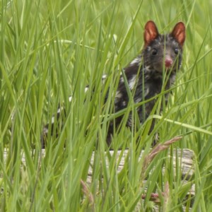 Dasyurus viverrinus at Forde, ACT - 29 Oct 2020